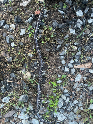 Jodi's pipe snake