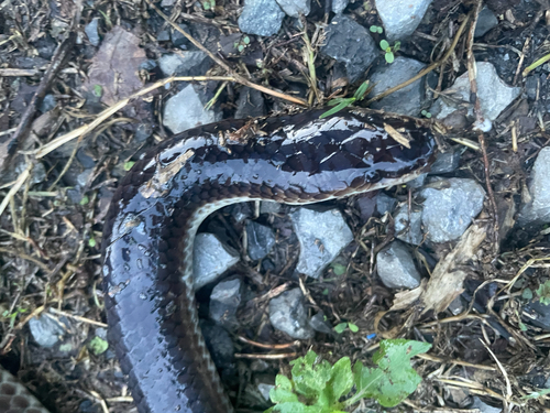 Asian Sunbeam Snake