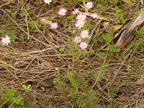 Lawrencella rosea, photograph 3