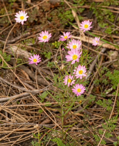 Lawrencella rosea, photograph 2