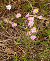 Lawrencella rosea, photograph (c) Carmon, some rights reserved (CC BY-SA)