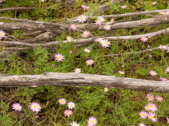 Lawrencella rosea