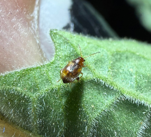 Tobacco Flea Beetle