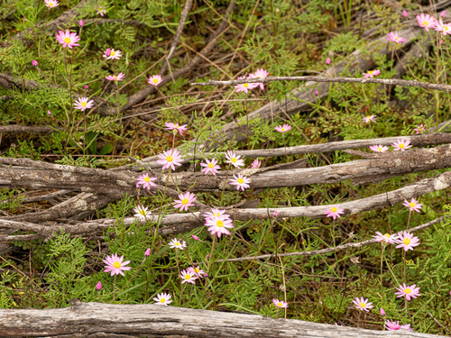 Lawrencella rosea, photograph 1