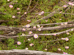 Lawrencella rosea, photograph (c) Carmon, some rights reserved (CC BY-SA)