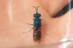 Chrysis terminata