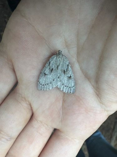 Philedia punctomacularia