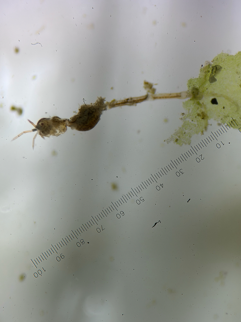 Perotripus