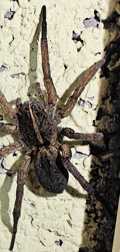 Wetland Giant Wolf Spider