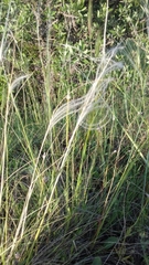 Stipa austroitalica
