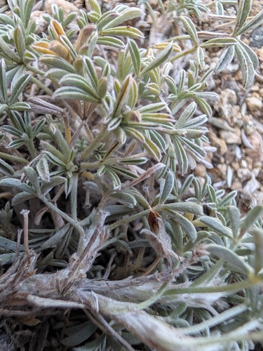 Lupinus breweri, photograph 2