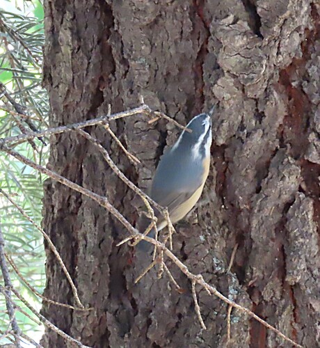 Red-breasted Nuthatch