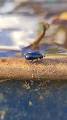 Alder Leaf Beetle