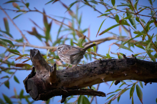 Song Sparrow