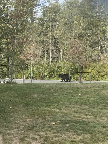 American Black Bear