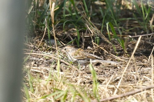 Chipping Sparrow