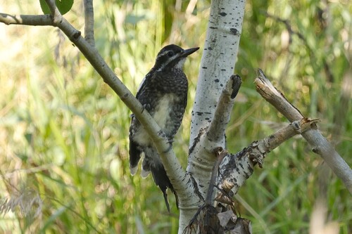 Yellow-bellied Sapsucker
