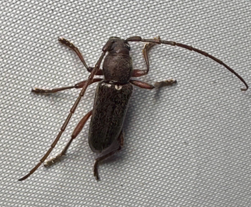 Anelaphus moestus