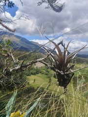Tillandsia incarnata