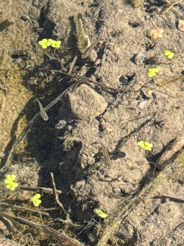 Western Mosquitofish