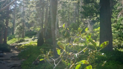 grey alder