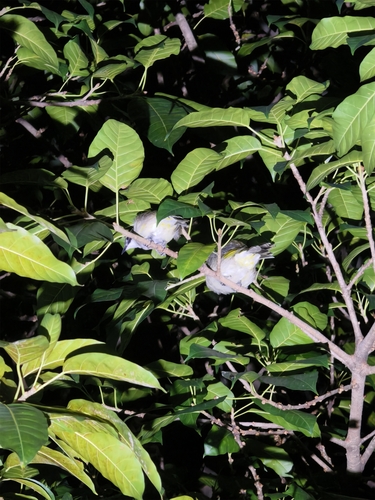 Light-vented Bulbul
