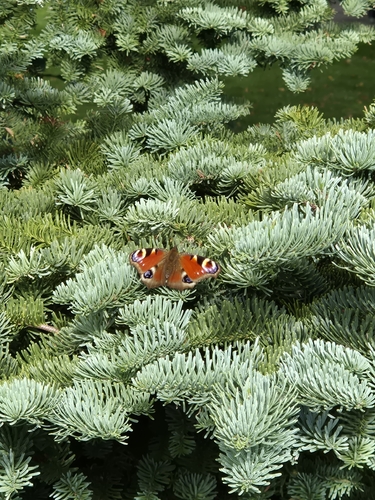 European Peacock Butterfly