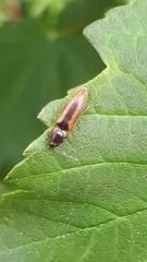 Dalopius marginatus