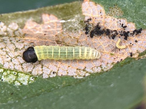 Locust Leafroller Moth