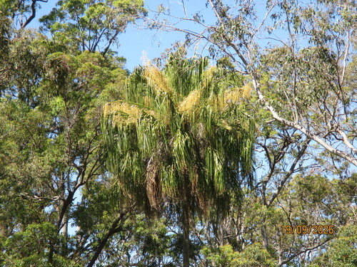 Livistona decora, 2026-09-19