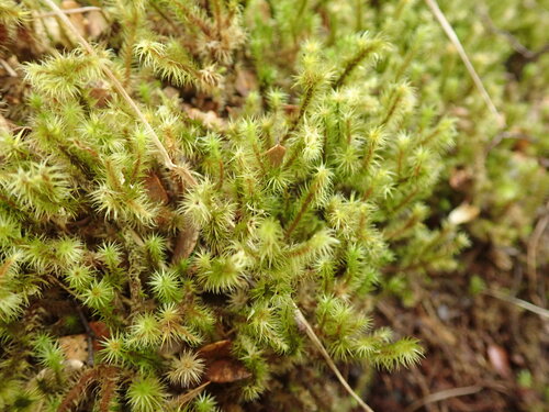 Breutelia pendula observed 2026-09-19