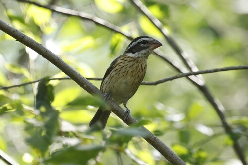 Rose-breasted Grosbeak