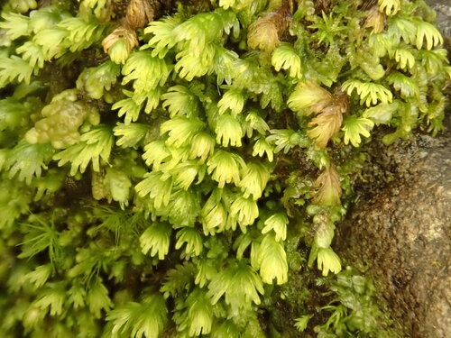 Fissidens asplenioides observed 2026-09-19
