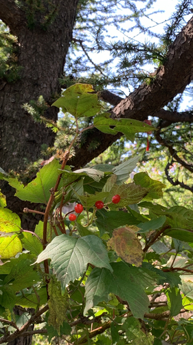 Asian Guelder Rose