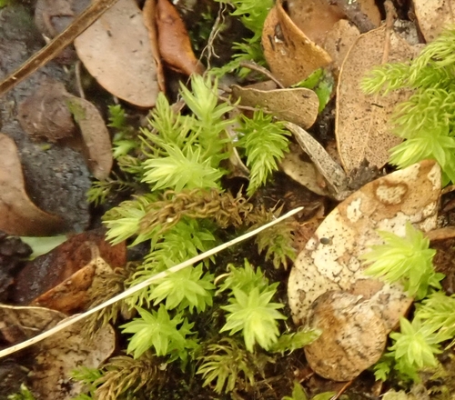 Brachymenium observed 2026-09-19
