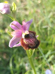 Ophrys sphegodes aveyronensis