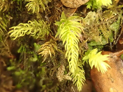 Hymenodontopsis mnioides observed 2026-09-19