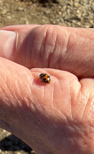 Oregon Lady Beetle