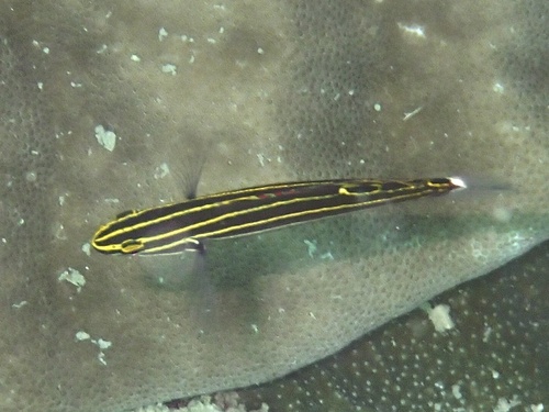 Koumansetta hectori observed 2026-09-18