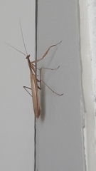 Mantodea