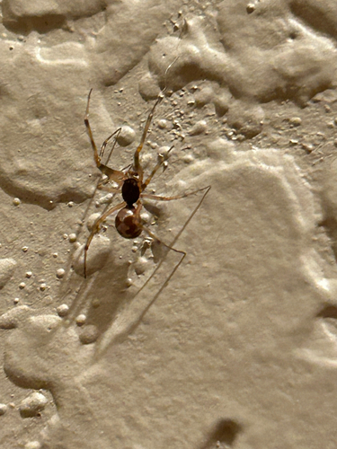 Triangulate Combfoot