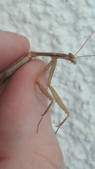 Mantodea