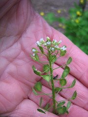 Thlaspi arvense