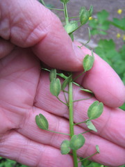 Thlaspi arvense