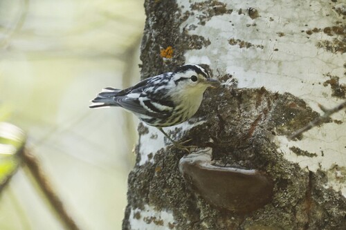 Black-and-white Warbler