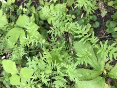 Rorippa sinuata
