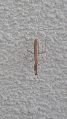 Mantodea