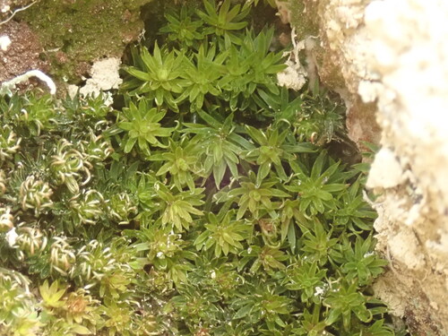 Pogonatum subulatum observed 2026-09-19