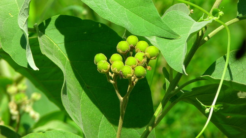 Solanum erianthum, photograph 3