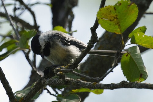 Black-capped Chickadee